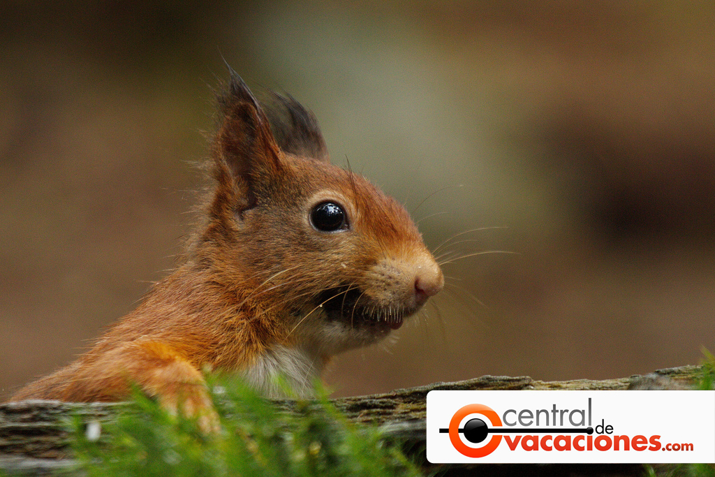 Oferta Viajes Holanda