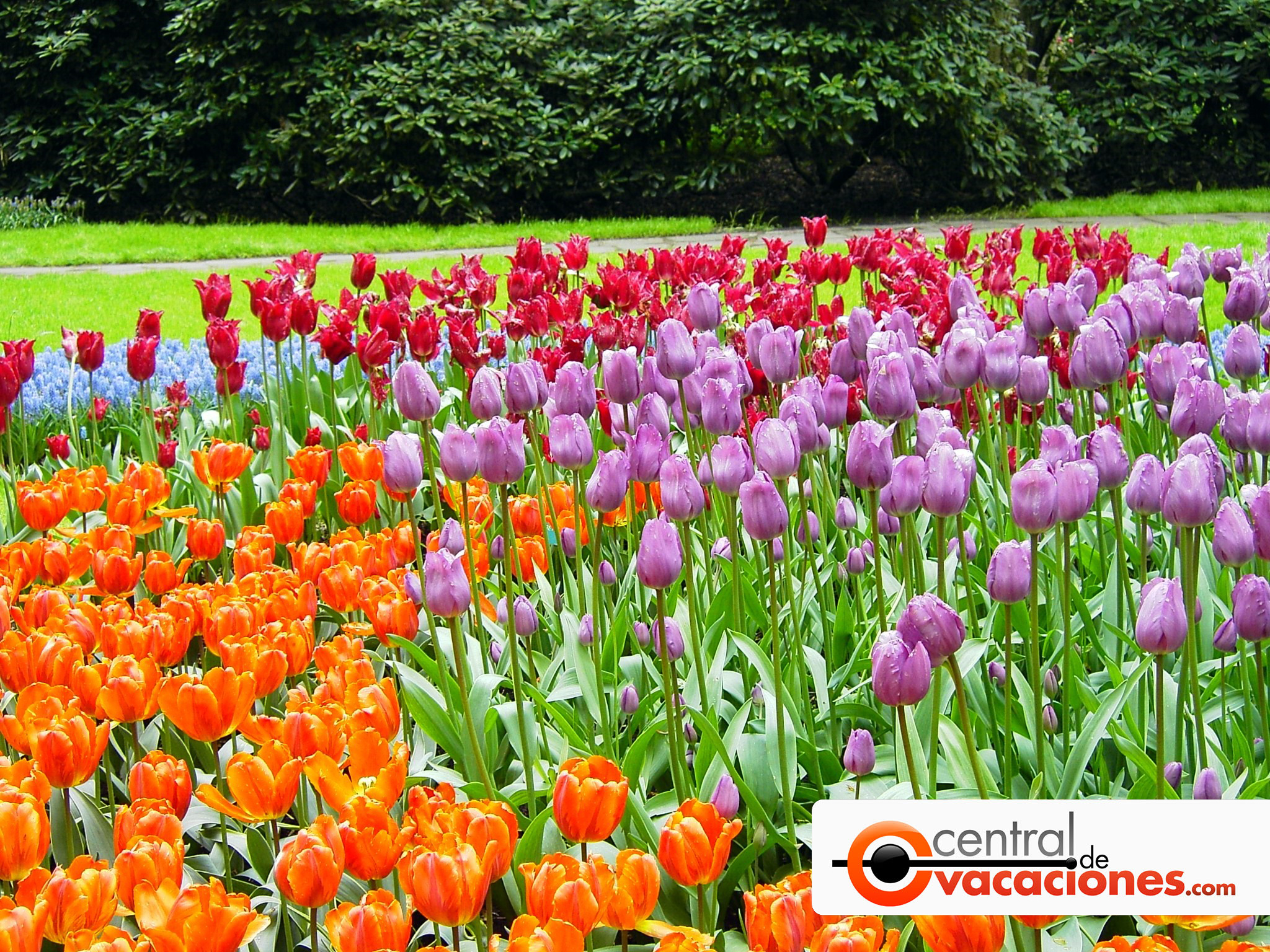 Oferta Viajes Holanda