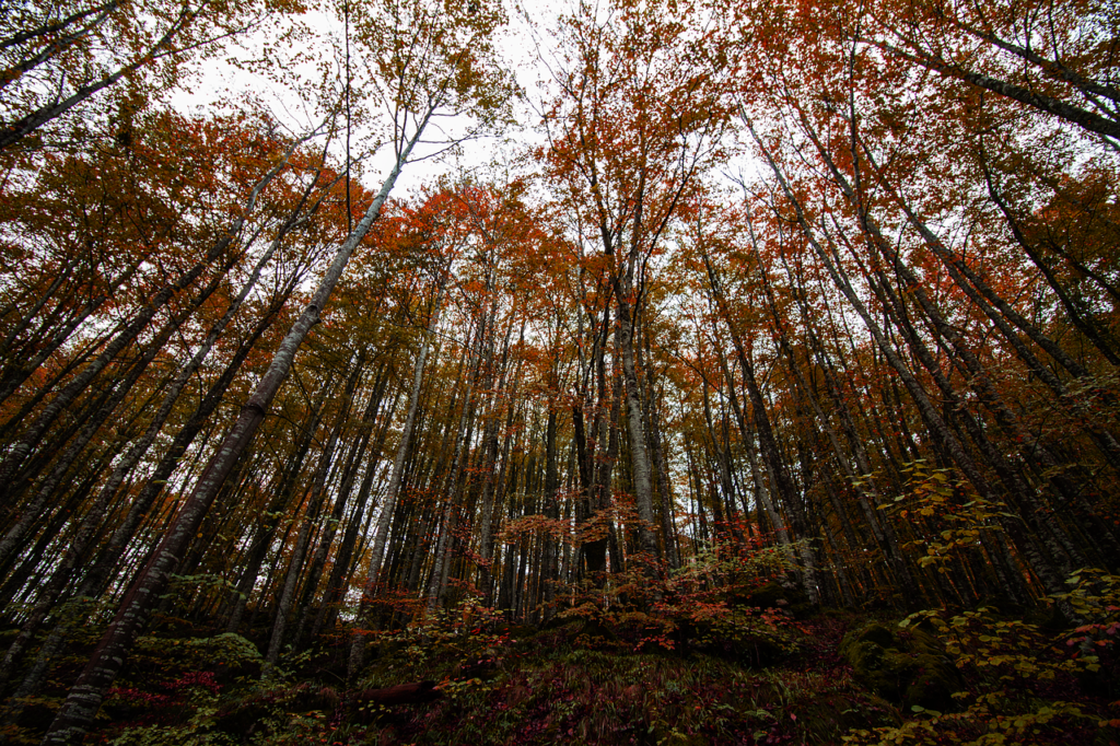 DESTINOS OTOÑO EN ESPAÑA - Selva de Irati