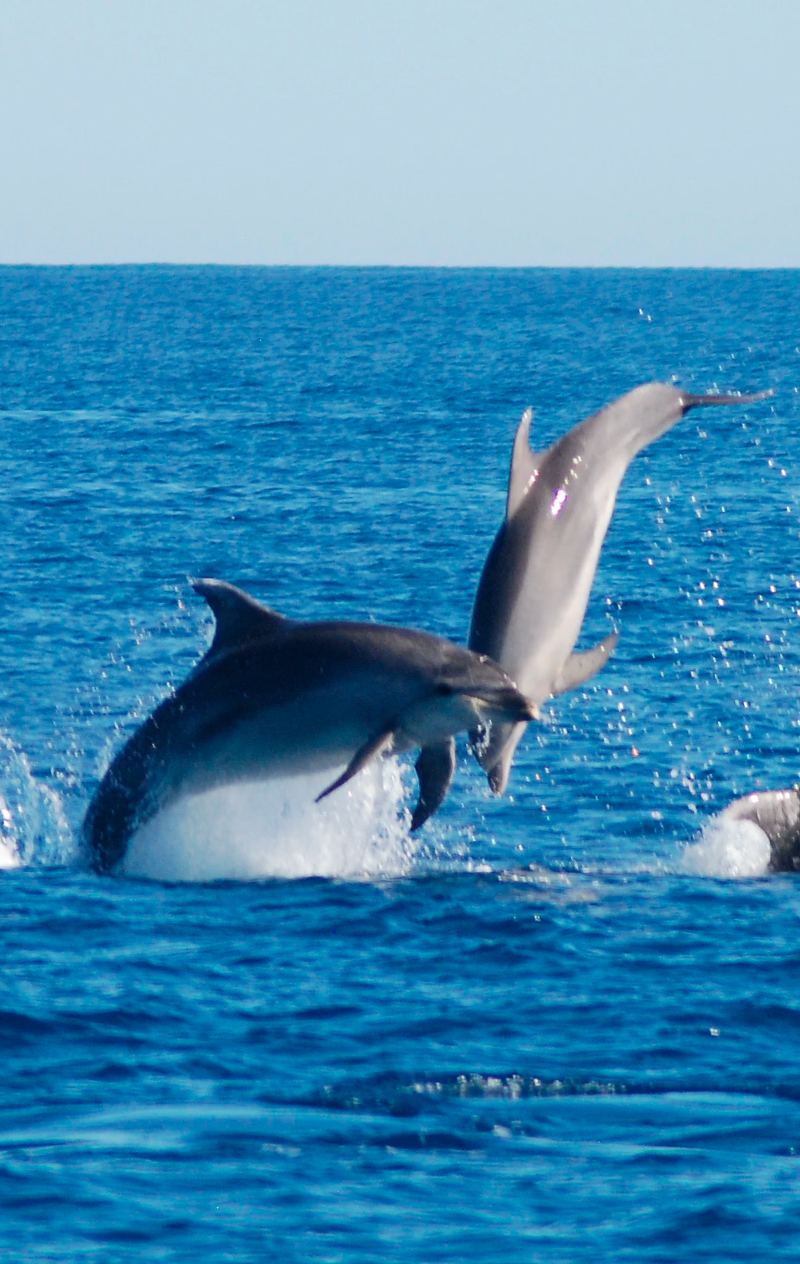 Ofertas de Hoteles en la Costa del Sol: Mar en la Costa del Sol