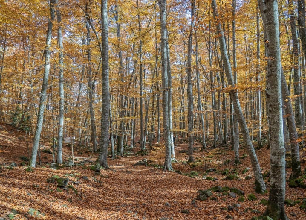 Los mejores sitios para visitar en otoño en España: La Fageda d'en Jordà