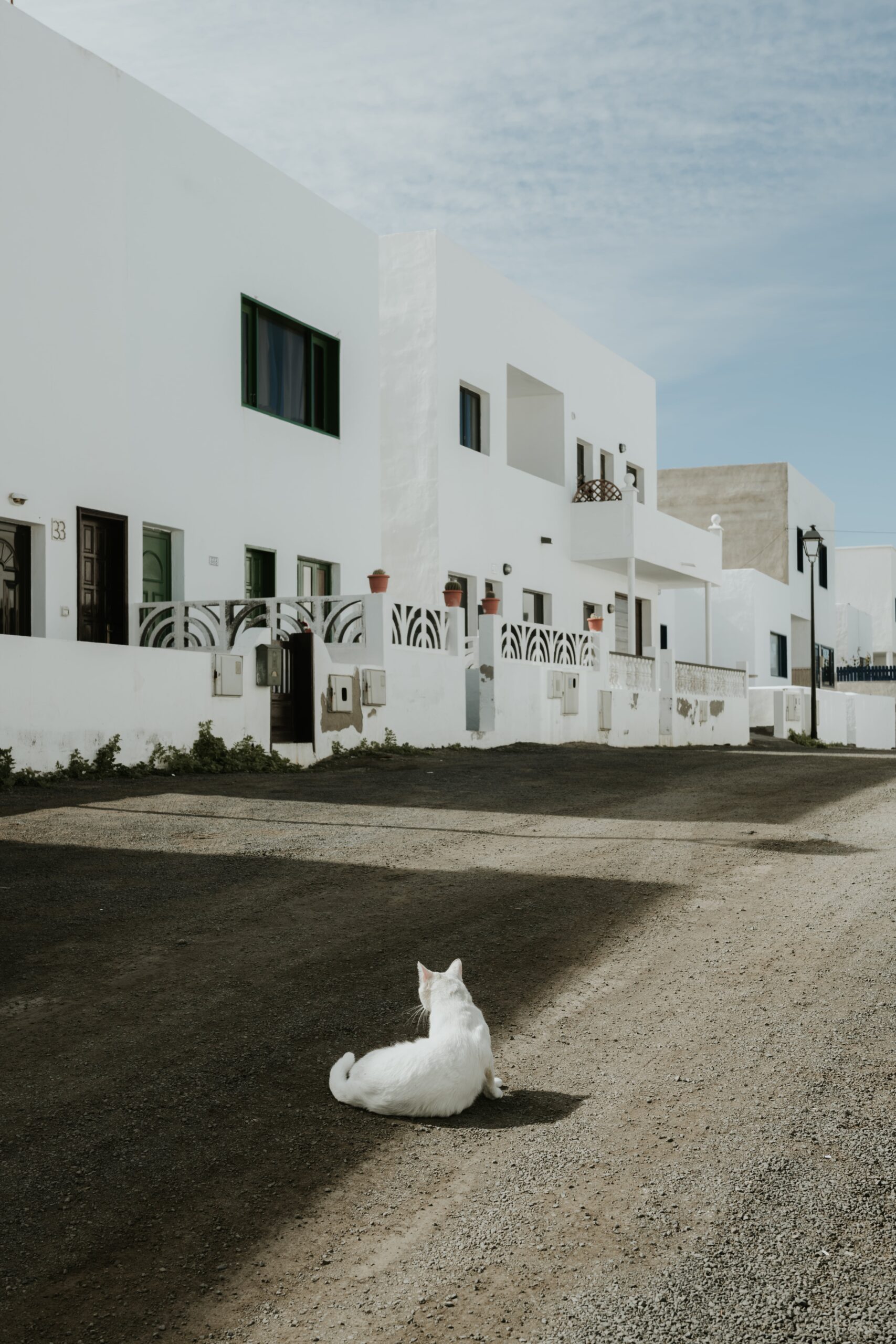 GATO BLANCO FRENTE CASAS BLANCAS LANZAROTE